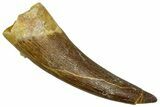 Fossil Plesiosaur (Zarafasaura) Tooth - Morocco #369980-1